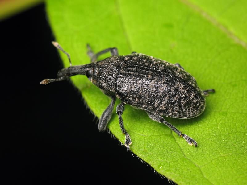 Larinus (Phyllonomeus) sturnus (Schaller, 1873)
